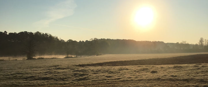 Wiese mit Nebel