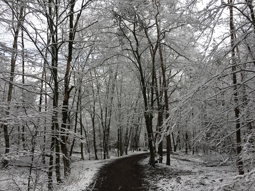 Tief verschneiter Waldweg