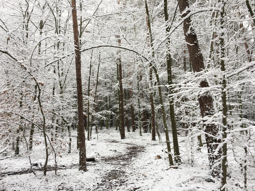 Verschneiter Reitweg Wald 