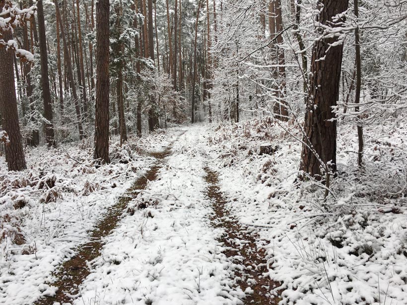 Verschneiter Forstweg im Wald