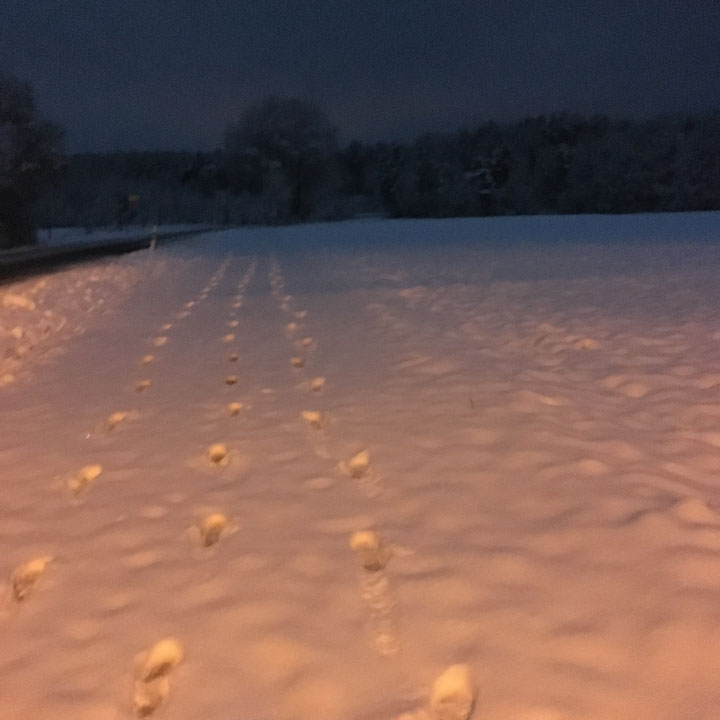 Verschneiter Forstweg am Morgen