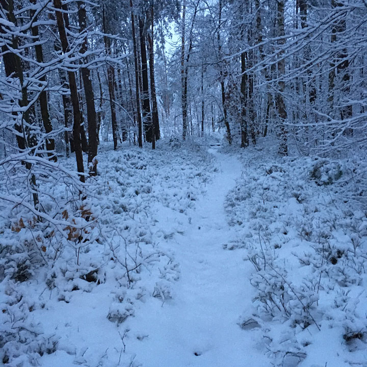 Single Trail im tief verscheniten Wald