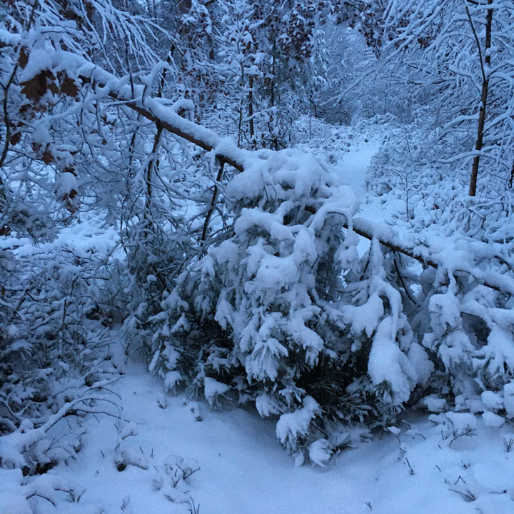 Von Schneelast umgestürzter Baum versperrt den Weg